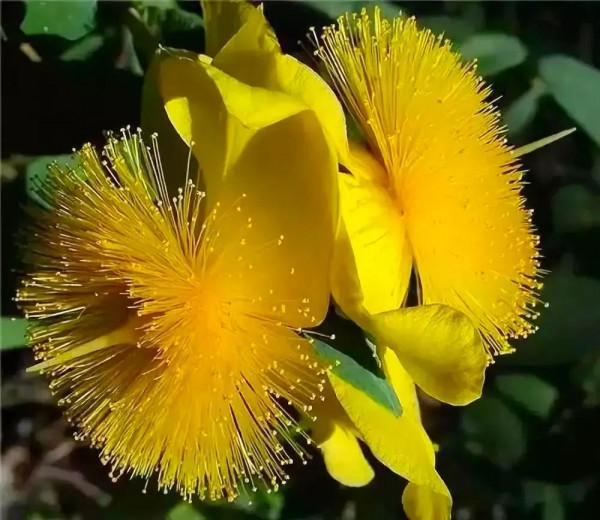 分享：花開並蹄，開得如此燦爛唯美，奇觀美景，令人陶醉