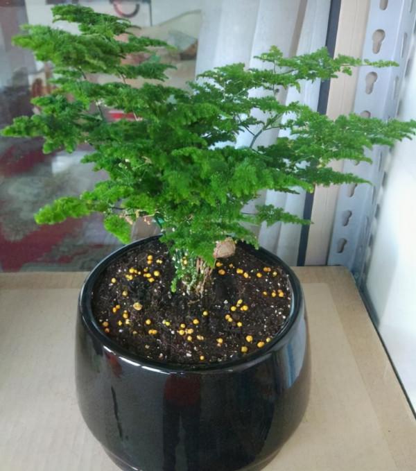 腐葉土，松針土，都比不上這種“骨粉土”，養一盆爆一盆