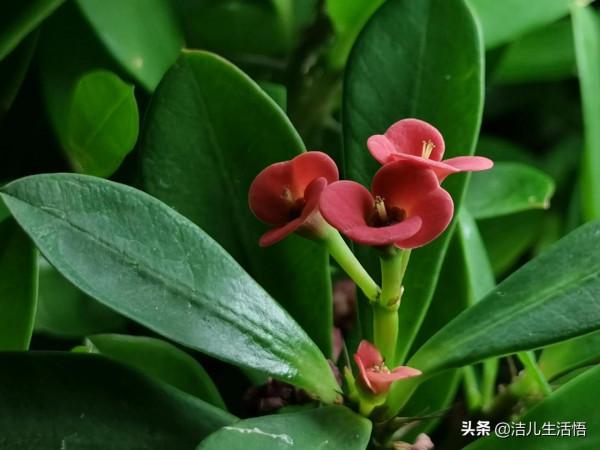 365天開花的“虎刺梅”(mate20 pro手機隨拍) 365天開花的“虎刺梅”(mate20 pro手機隨拍)