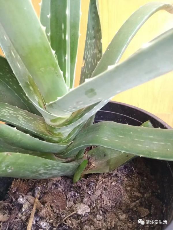 5個月的時間庫拉索蘆薈爆了9個芽出來