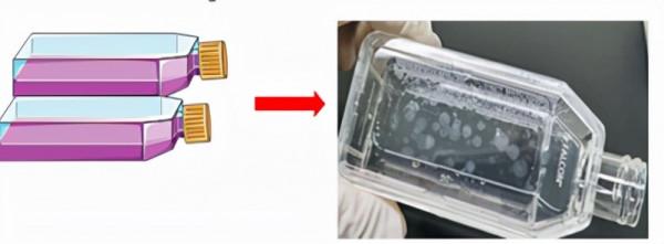 來看看羊水細胞的“奇妙之旅”吧 來看看羊水細胞的“奇妙之旅”吧