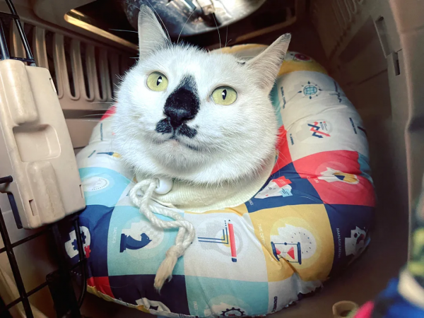 穿上馬甲我就不認識你了？