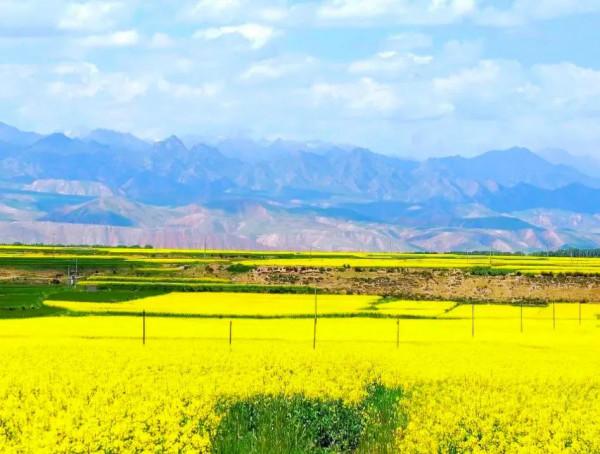 分享：油菜花海，芳香四溢，景色宜人，令人陶醉