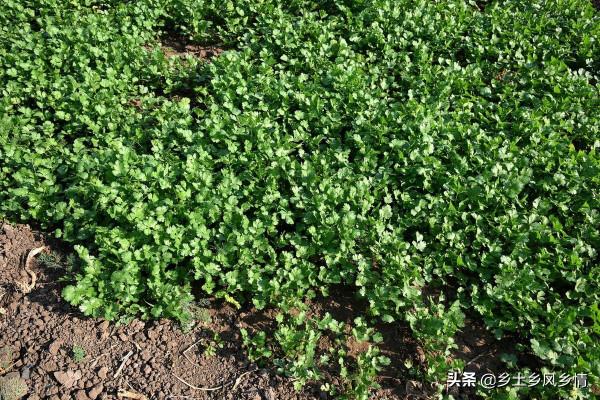 香菜生長期多少天？30年種菜經驗的老農告訴你