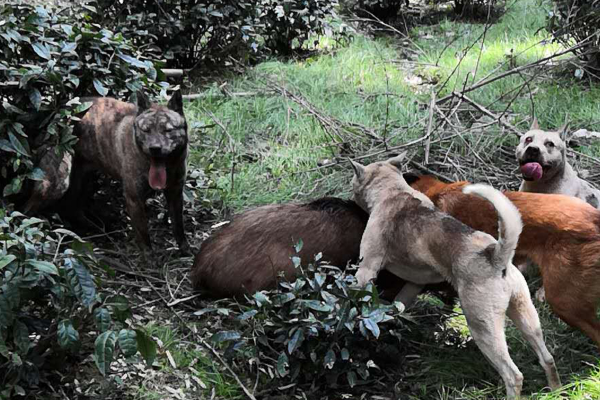 “野豬患”四起！為何獵殺野豬成了“賠本”的買賣，專家：玩不起