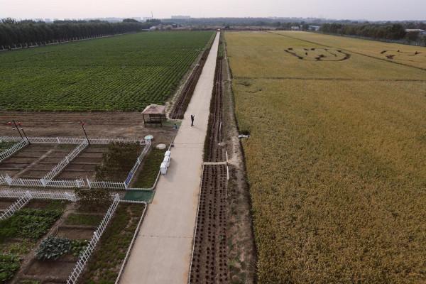 豐臺區王佐鎮佃起村打造水稻文化 促傳統農業轉型升級 豐臺區王佐鎮佃起村打造水稻文化 促傳統農業轉型升級