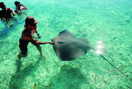 長相醜陋的魔鬼魚
