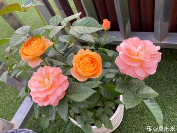 小心帶刺的玫瑰！危險又迷人，不會養護可要出大問題