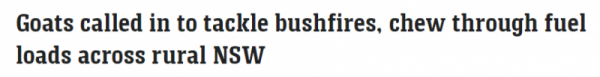 吃草防山火！澳大利亞“消防”山羊出動，為火災季節做準備