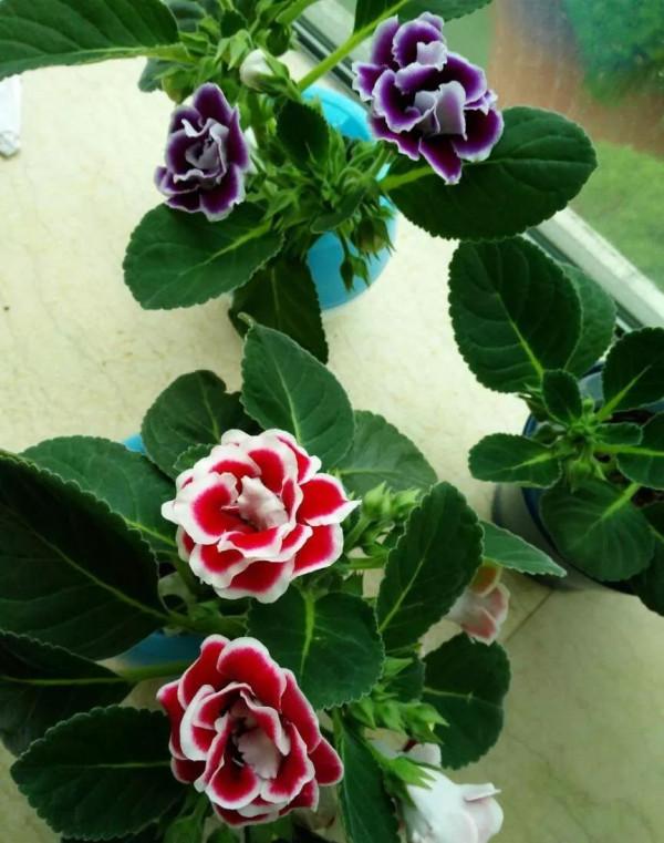 家裡光照少,可以養12種“陰性花”,“半陰地”更利於生長 家裡光照少,可以養12種“陰性花”,“半陰地”更利於生長