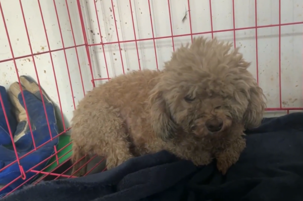 東北：病、死、懷孕！一車車寵物狗將被送進狗肉館，大姐：太殘忍