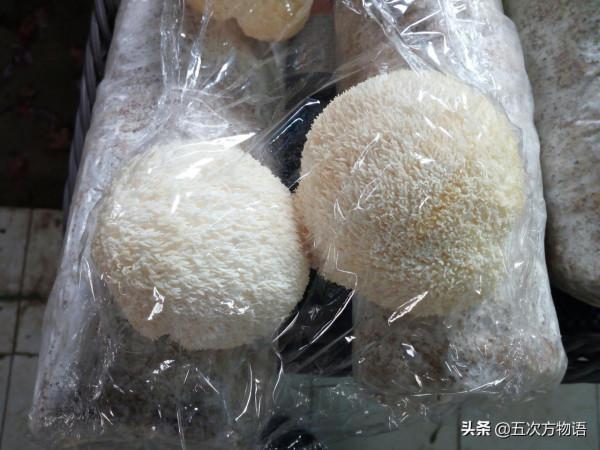 菜市場菌類大彙總