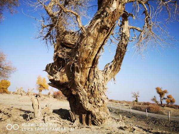 曾經無條件地拜倒在胡楊林的“腳”下