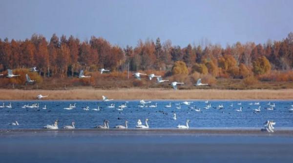 陝西紅鹼淖國家級自然保護區迎來3萬多隻南遷候鳥