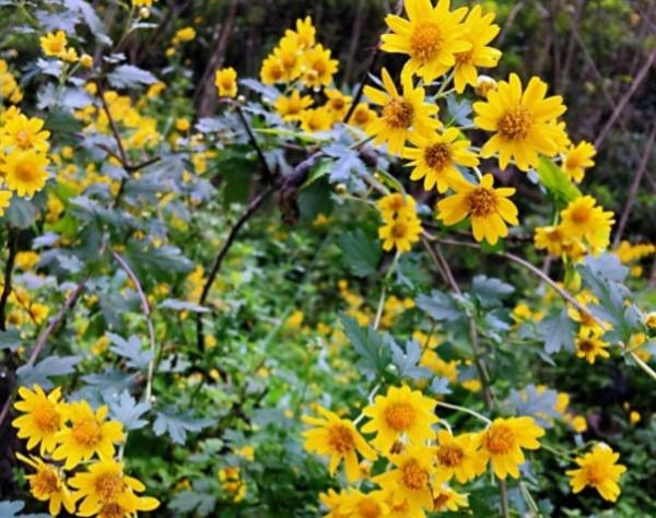 每日中藥——野菊花 每日中藥——野菊花