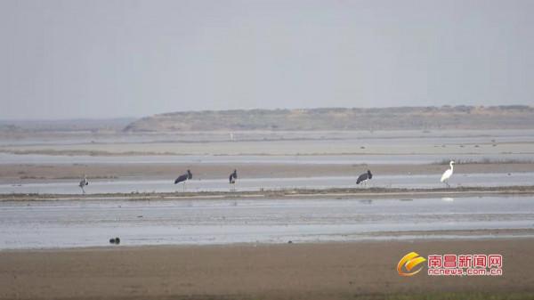 “鳥中大熊貓”黑鸛現身大汊湖