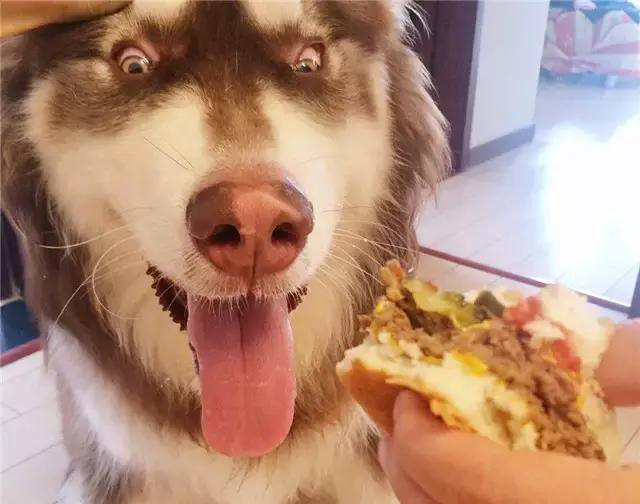 “買狗一時爽，養狗火葬場”的幾種狗，勸你別盲目入手