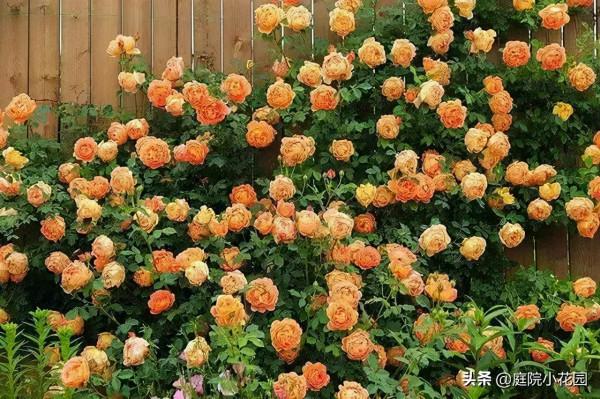 他賣掉城裡的房子，包了個山頭，打造集裝箱陽光房、小木屋、花園