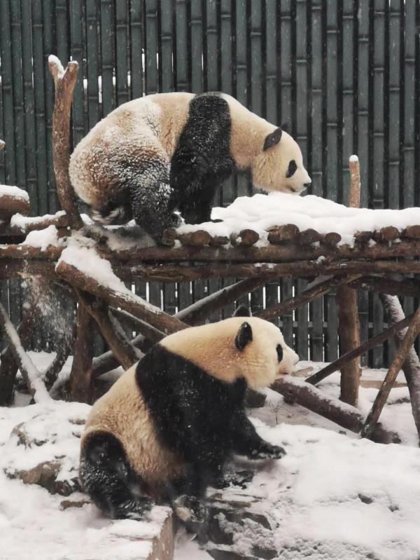 今天的&OpenCurlyDoubleQuote;真熊&rdquo;版冰墩墩