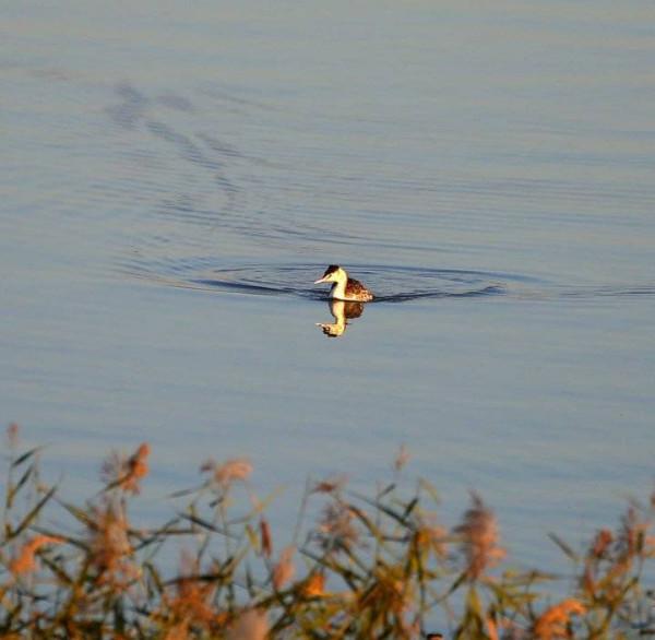 美麗水鳥—鳳頭鸊鷉