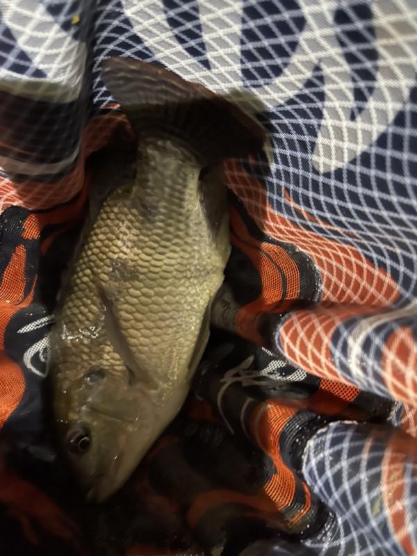 元宵節大戰阿墨江，與巨鯉博手一戰