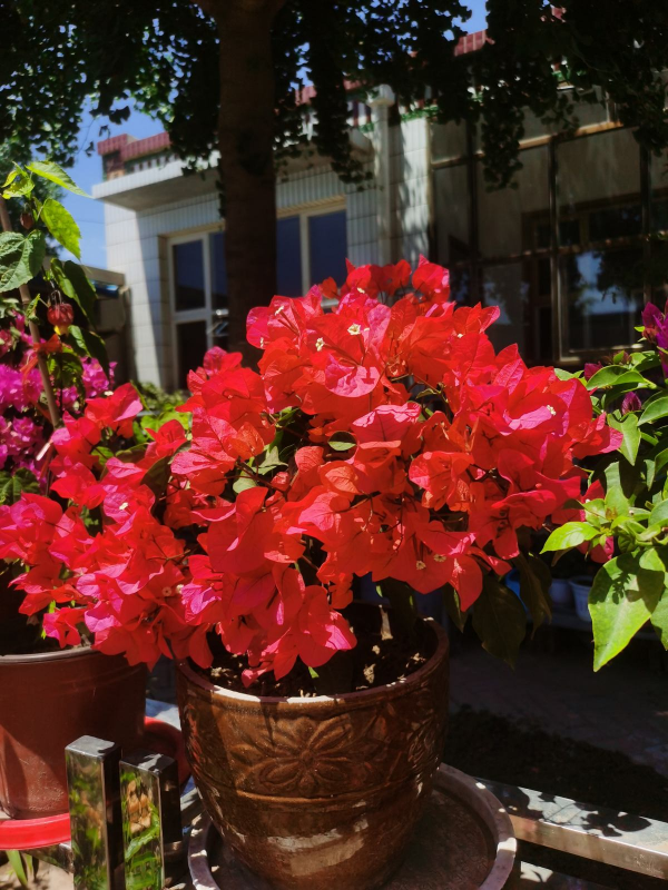 4種“漂亮花”,從年頭開到年尾,耐旱又耐曬,一年賞花300天 4種“漂亮花”,從年頭開到年尾,耐旱又耐曬,一年賞花300天