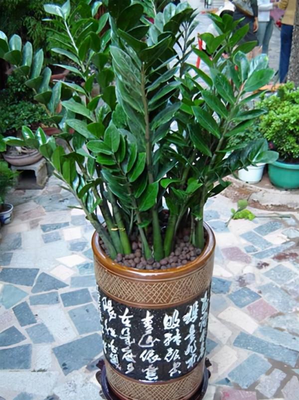 7種“轉運花”，家裡養一盆，漂亮又吉利，還有好運氣