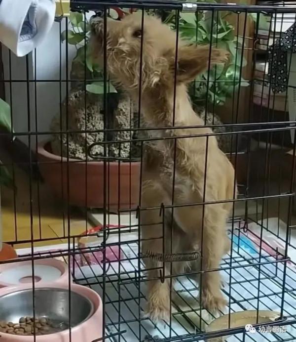 小狗歡歡生病記 小狗歡歡生病記