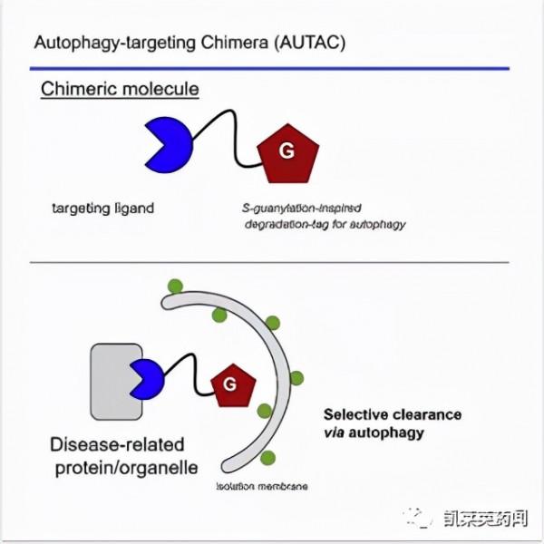 聚焦藥靶：比PROTAC應用更廣泛的溶酶體降解技術的發展和挑戰