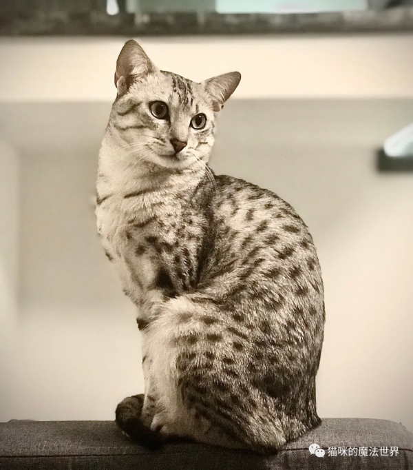 貓咪品種大盤點17：埃及貓