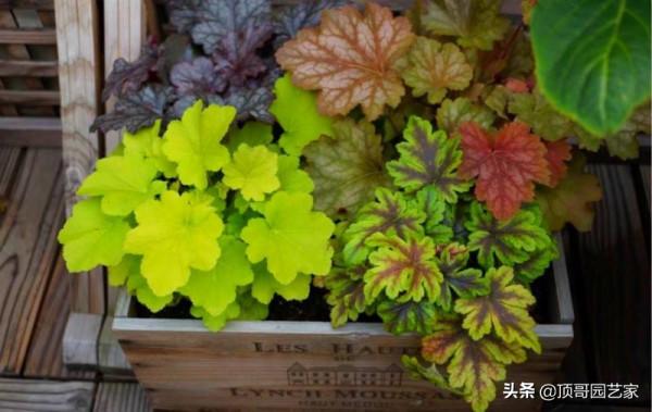 盤點15種適合庭院的彩葉植物，好看的庭院都需要一點不一樣的色彩