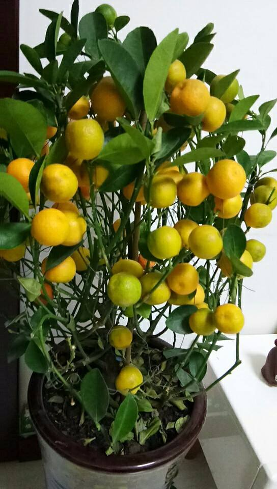 快過年了，家裡養盆金燦燦的桔子樹，吉祥又喜慶