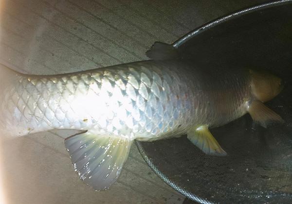 3年前的一次夜釣,至今難忘!從那以後不再獨自夜釣 3年前的一次夜釣,至今難忘!從那以後不再獨自夜釣