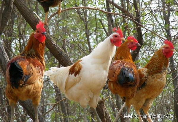 明年養雞行業或將繼續承壓,養殖戶應從這兩個方面做好應對準備 明年養雞行業或將繼續承壓,養殖戶應從這兩個方面做好應對準備