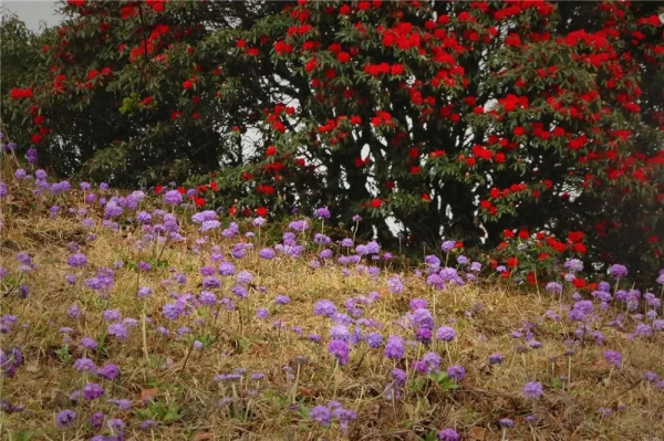 冬日騰衝,方圓十里有花香 冬日騰衝,方圓十里有花香