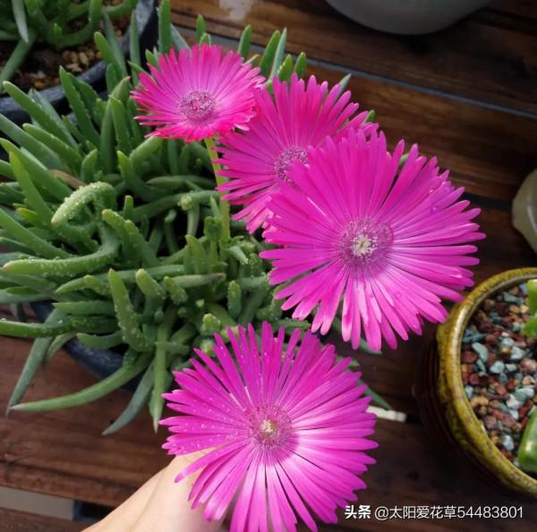 多肉奔龍怎麼養?掌握4點,株型肥美,開花美美噠 多肉奔龍怎麼養?掌握4點,株型肥美,開花美美噠