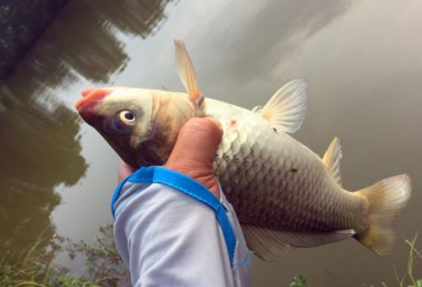 冬釣魚口差，千萬彆著急封竿，學會這幾招助你“魚果累累”