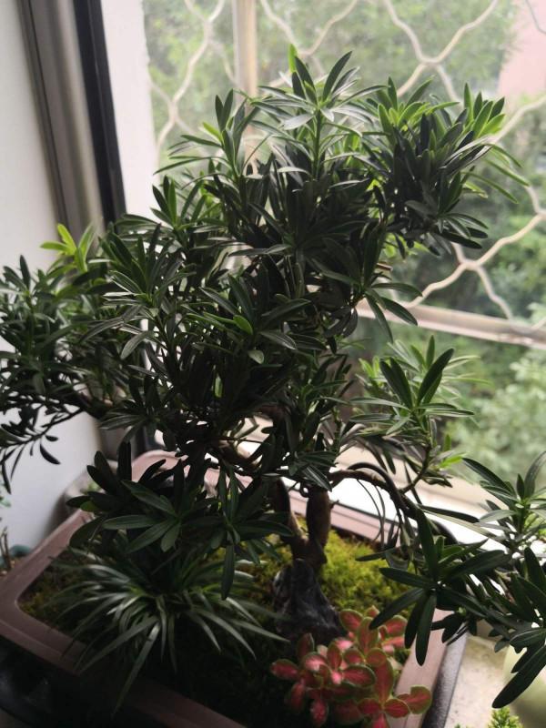 羅漢松養殖簡單？細節不能忽視，注意這8點