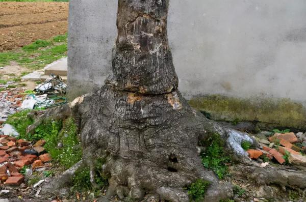 故鄉的回憶：史話官塘堰