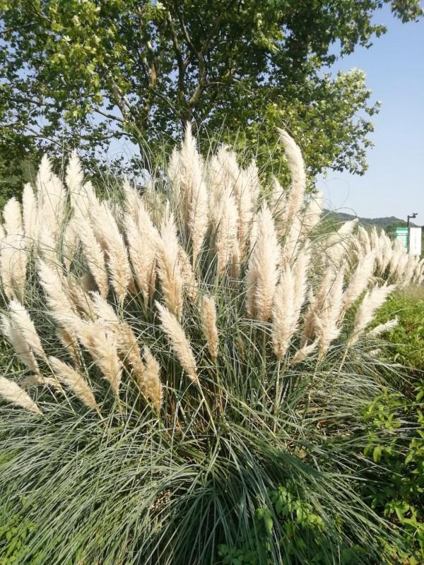 中秋佳節，蒲葦銀染