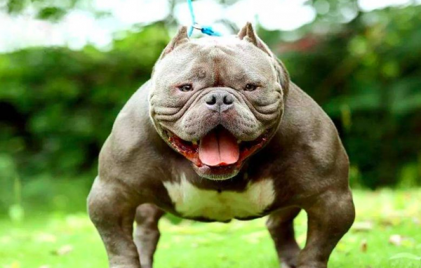 這6種名副其實的“臭狗”，誰養誰心累