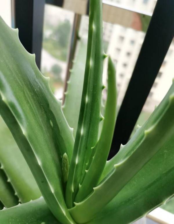 養好蘆薈,只用做好2點,小崽多擠滿盆,葉子又大又肥 養好蘆薈,只用做好2點,小崽多擠滿盆,葉子又大又肥