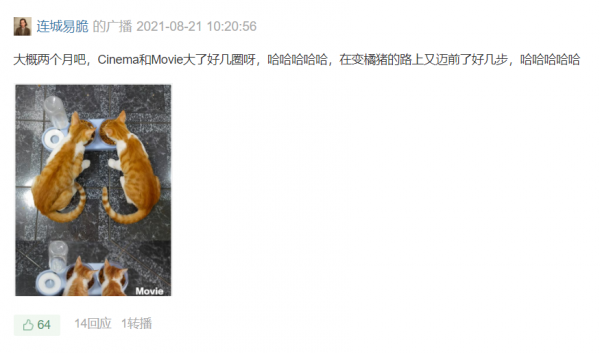 《養貓那些事兒》，笑不活了家人們