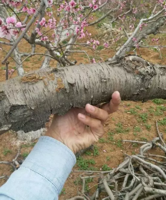 7種不值錢的樹疙瘩，車成珠子，包漿漂亮極了