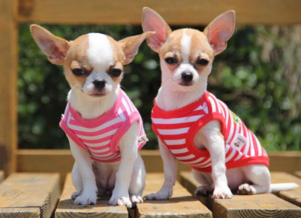 吉娃娃吃醋的幾大表現，簡直就是醋罈子