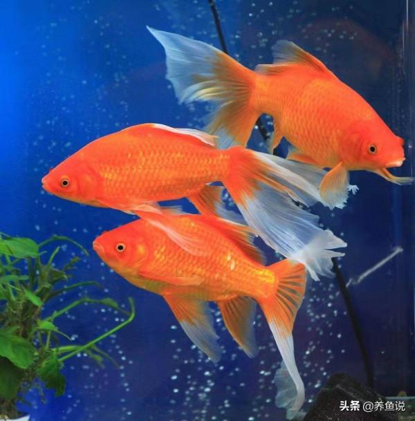 喂觀賞魚吃的東西需要冰凍或者加熱嗎？如何處理魚食更健康呢？