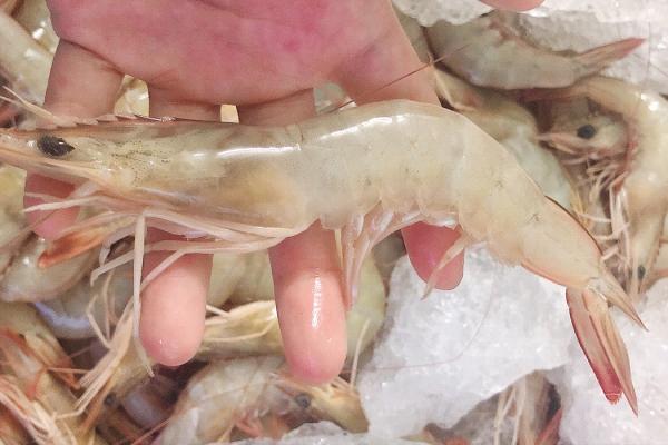 羅氏蝦、基圍蝦、明蝦有啥區別？口感差很多，建議弄明白再買