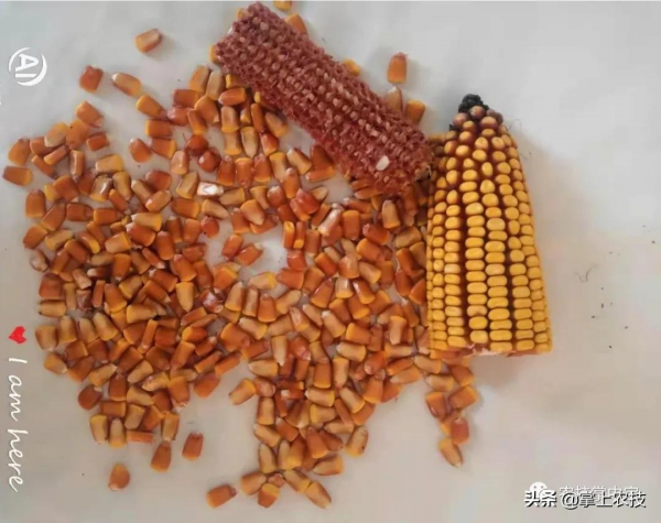 玉米高產栽培技術|合理密植是關鍵 玉米高產栽培技術|合理密植是關鍵