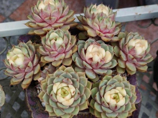 靜夜加大和錦等於苯巴蒂斯，容易上色還不徒長，喜歡多肉別錯過