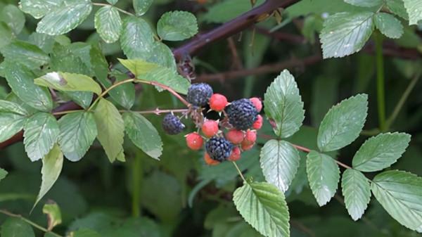 鎮雄美味 野生草莓 烏泡兒